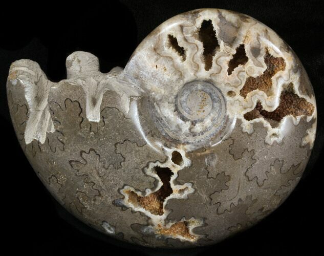 Polished Shloenbacchia Ammonite - Morocco #35292